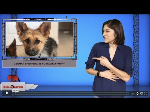 German Shepherd is forever a puppy (ASL - 11.29.19)