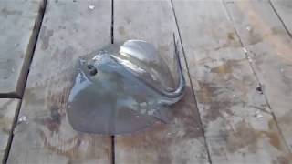 Ловля катрана в черном море с берега