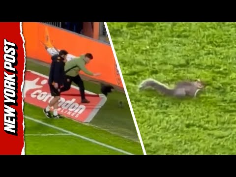 UK Crowd Loses it as Squirrel Evades Capture on Soccer Field