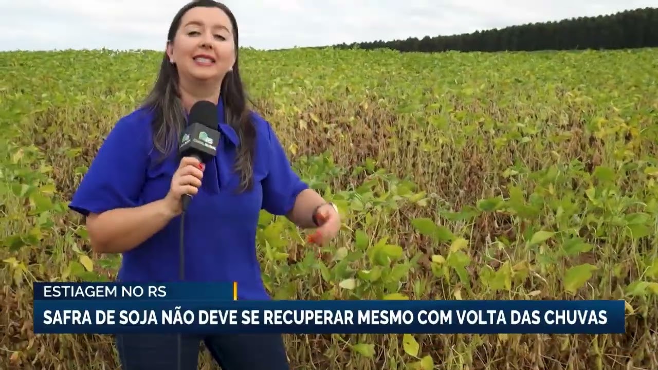 Estiagem no RS | Safra de soja não deve se recuperar mesmo com volta das chuvas