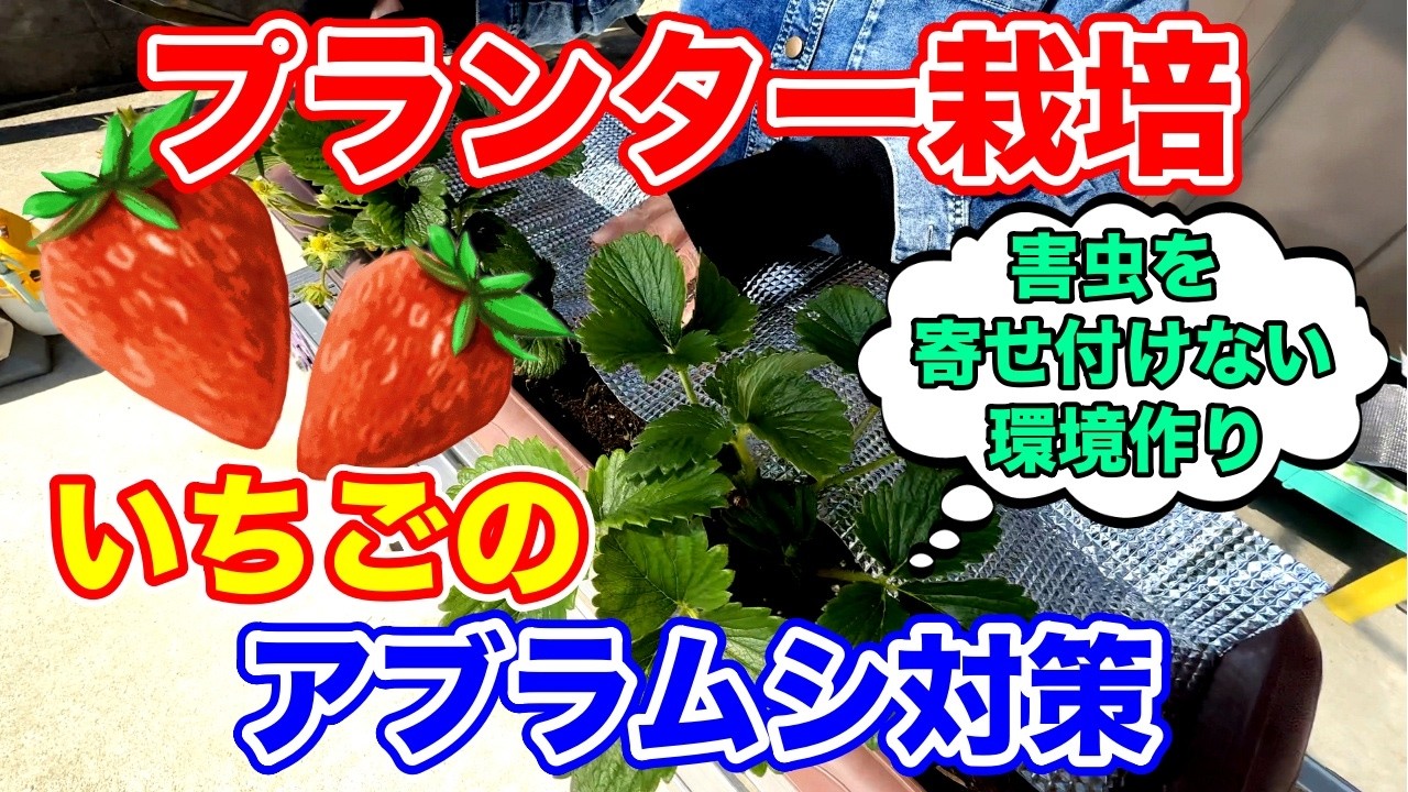 【いちごのプランター栽培】アブラムシの嫌う秘密兵器とは？？〜サラリーマンでも出来るイチゴ栽培〜