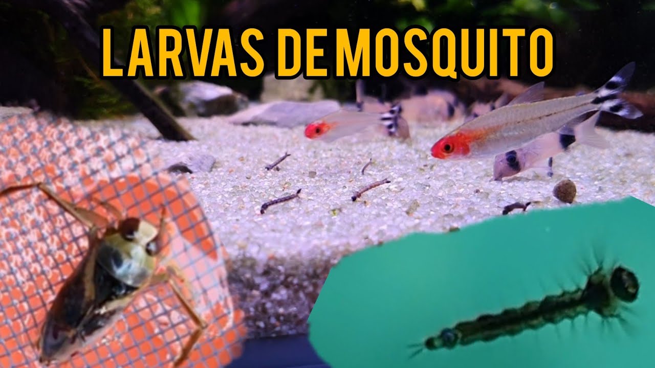 Alimento vivo: Larvas de mosquito y otros insectos de agua.