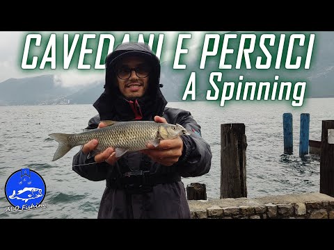 A PESCA SUI BANCHI DI ALBORELLE! - Spinning al CAVEDANO e al PESCE PERSICO