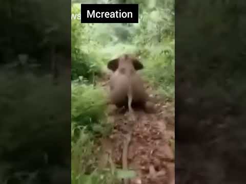 #funny # elephant #shorts