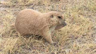 prairie dog Badlands