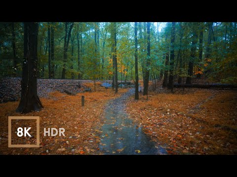 Relaxing Rain Walk, Autumn in Georgia | 8K HDR Rain Sounds for Sleeping ASMR