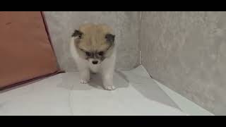 ハーフ犬の動画01