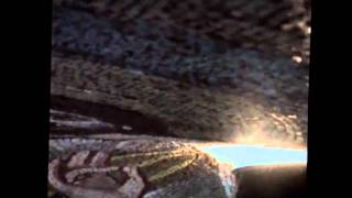 Conservation of the Transfiguration Mosaic,  St. Catherine Monastery, Sinai