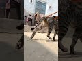 Gangsta Cat Sounds Shorts Wow