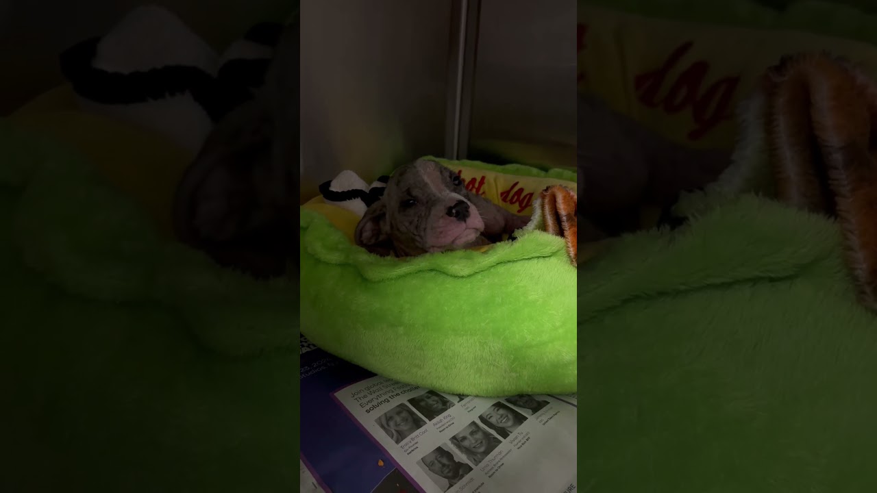 Honey and Bear video