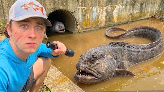 Hurricane Flooded ILLEGAL FISH into My POND!