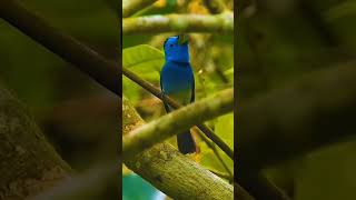 Download lagu Kehicap ranting bernyanyi di alam #burung #birds #shorts mp3