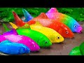 Menangkap Ikan Glofish, Ikan Mas Koki, Ikan lele | Memasak Primitif - Stop Motion ASMR