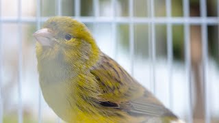 Download lagu Timbrado Español Original - Canary Song mp3