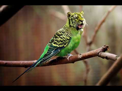 Yng n Dizzy _ Hot Fudge