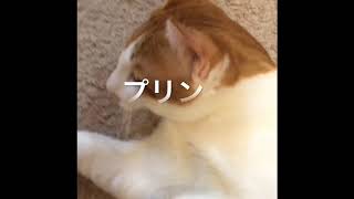 猫紹介