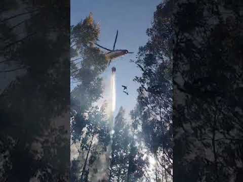 helicóptero de conaf en acción temporada 2025-2026 #trinitaria#florida🚁🔥💪