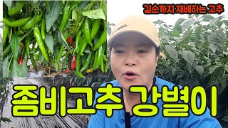 청고내병계 고추 종자 재공개!! 후기에 강한 고추, 고추 농사 잘 짓는법 구경해보세요^^
