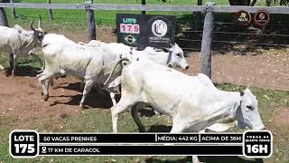 Vídeo LOTE 175