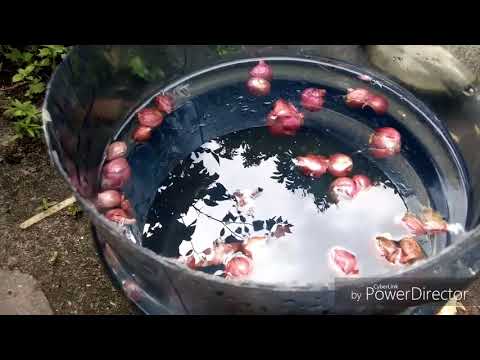 Untuk potensi berguna untuk minum Dampak video perempuan patogen