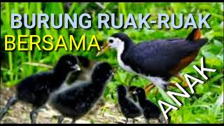 Download lagu suara burung ruak ruak memanggil anak mp3 Download lagu suara burung ruak ruak memanggil anak mp3