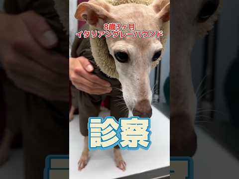 イタリアン・グレーハウンド:大きな物語を持つ小さなハンター