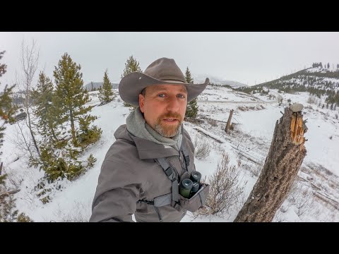 We SAVED the Wolf, but Destroyed the Wilderness!