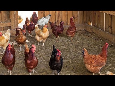 Melhores poedeiras de raça pura