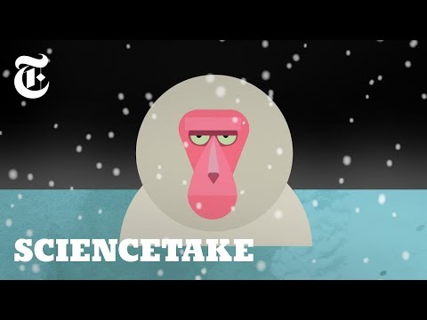 日本猴子泡澡背後的故事 (The Story Behind Japan’s Bathing Monkeys | ScienceTake)