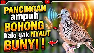 Download lagu Perkutut Lokal Gacor Suara Besar Pancingan Burung Perkutut Agar Cepat Bunyi. mp3