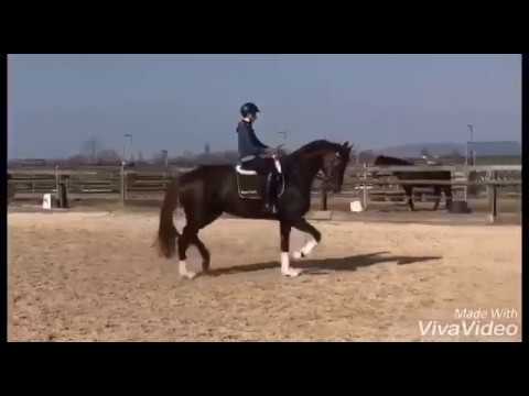 Olympia 4.0 von Sezuan mit unserem Sohn Julian nach 6 Wochen unter dem Sattel