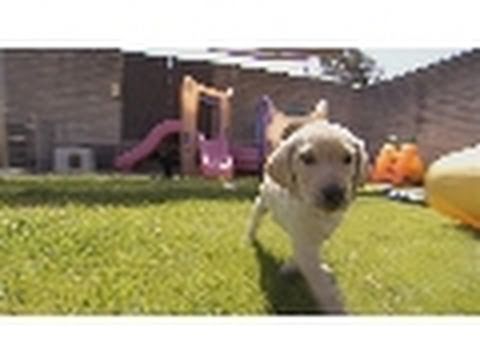 Guide Dog Puppies | Blue Collar Dogs