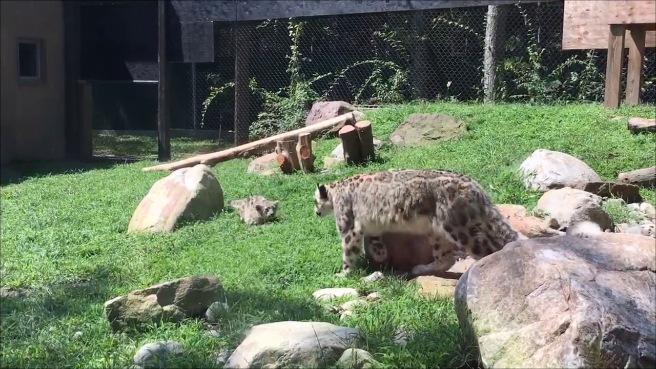 Baby snow leopard scares Mama snow leopard (ORIGINAL)
