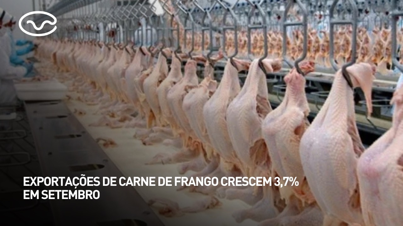Exportações de carne de frango crescem 3,7% em setembro