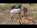 Big Nubian Buck To Small Native Goats Goat Breeding