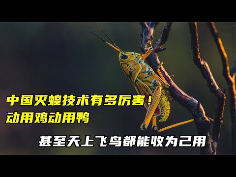 中國滅蝗技術有多厲害！動用雞動用鴨，甚至天上飛鳥都能收為己用