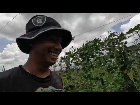 EP696-P2: Inulan sa Dami ng Harvest at Ulan sa Bukid