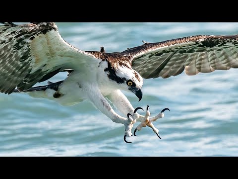 Insane Feeding Frenzy - Osprey, Sharks, Tarpon - Fall Mullet Run - Shot on Sony A1 - A7S3 200-600mm