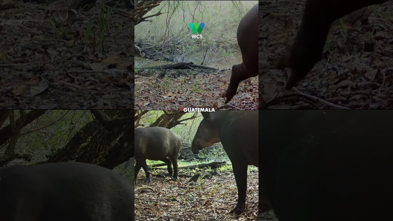 Día Mundial del Tapir: tras las huellas del jardinero de la selva