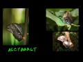 The Owl Butterfly: Natural Selection Video Tutorial