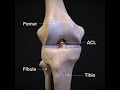ACLtear Com What Is An ACL Injury