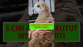 Download lagu 3 Ciri Asli Perkutut Wisnu Murti #shorts #perkutut #katuranggan #burungperkutut #wisnumurti #viral mp3