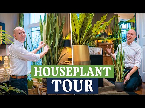 My First Houseplant Tour! | Indoor Jungle Living Room Tour