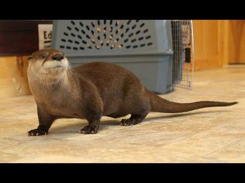 Sam the otter shows off his tricks