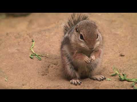 Tierporträt: Harris-Antilopenziesel im Zoo Rostock