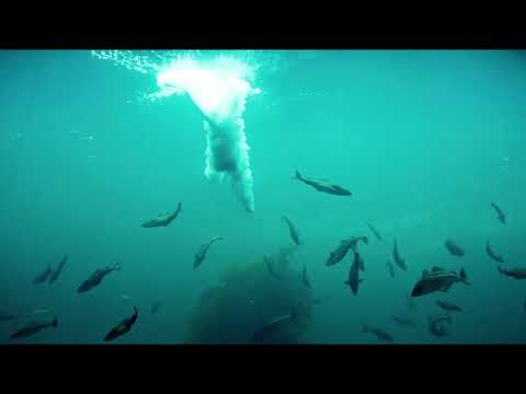 Swedish House Mafia x Mike Posner - Underneath It All [ Avlnce Remode]