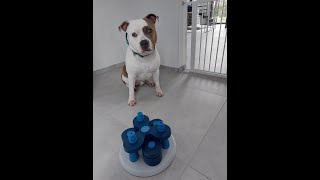 Trixie dog activity intelligentiespel flower tower