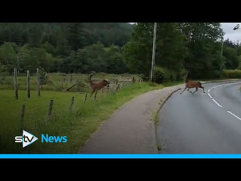 Two stags surprise a family out walking their dog