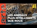 Les animaux : moins bêtes que nous ? | 42, la réponse à presque tout | ARTE