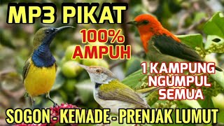Download lagu Suara pikat Sogon terancam memanggil, Kemade nyrecet, Prenjak lumut sangat ampuh mp3 Download lagu Suara pikat Sogon terancam memanggil, Kemade nyrecet, Prenjak lumut sangat ampuh mp3